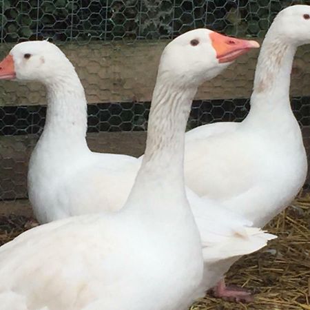 Willow Court Farm Studio East & Petting Farm, 8 Mins To Legoland & Windsor, 15 Mins To Lapland Uk Exterior foto